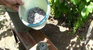 Jak správně chovat a krmit jasanové okurky